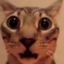 wtf