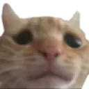 c_Cat_Sad