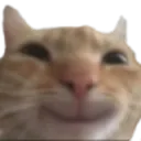 c_Cat_Smile