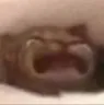 catWAA