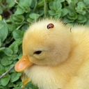 sat Discord emoji
