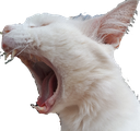 catscream