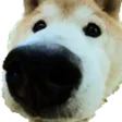 Dognose
