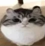 meow