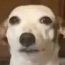 dobbydog dobbydog
