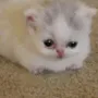 uglylittleguy uglylittleguy