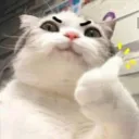 catapprove Discord Emoji