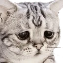 ES_sad_cat Discord Emoji