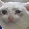 SadCat SadCat
