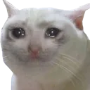 crycat