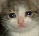 catsad