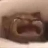 cryingcat