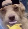 sheeshdog