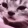 catCry
