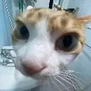 stare