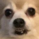 masodog