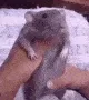 c_e_rat
