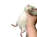 ratgrab