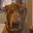 edibles
