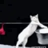 CATBEDOINGTHELAUNDRY CATBEDOINGTHELAUNDRY