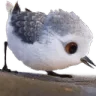 piper