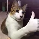 CatThumbsUp
