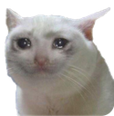 :sadcat: