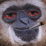 :smonkey: