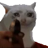 cat_shoot