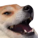doge_smile