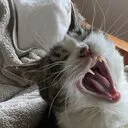 rosieSCREAM