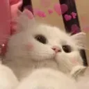 cutecat