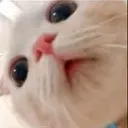 catstare