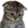 sadcat