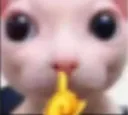 bingus bingus