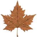 dcr_brownmapleleaf