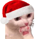 KL_kittysus Discord Emoji
