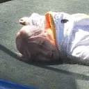 PotatoRoseDeadrd1