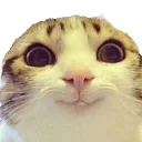 CatSmile