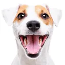 dawg_speak_fast