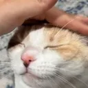 patko