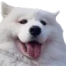 happyDog happyDog