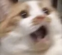 Catscare Discord Emoji