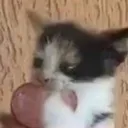 salami