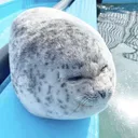 seal
