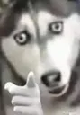 huskypoint