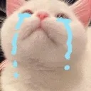 cryingcat Discord Emoji