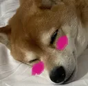 mucgasm mucgasm