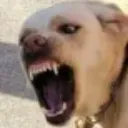 DogRage DogRage