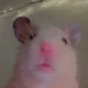8hamsterstare